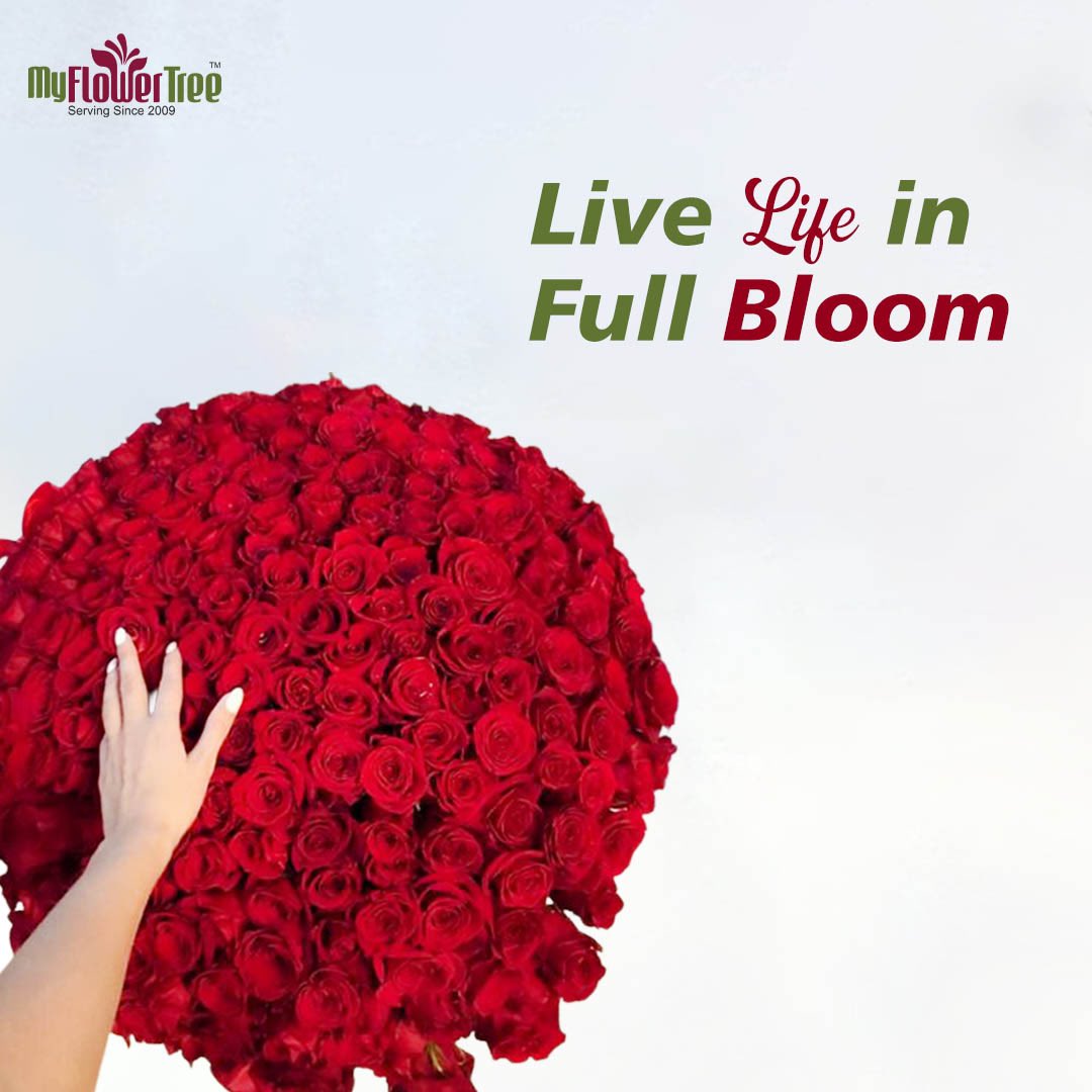 myflowertreemft's tweet photo. Soft, Gentle &amp; Loved by All #RosesBouquets ♥️

Order Now: https://t.co/TlBPnzs07l

#MyFlowerTree #RosesForLife #RosesForHer #Roses #RosesBouquet #BigBouquets #OrderNow https://t.co/LzZ6CJF539