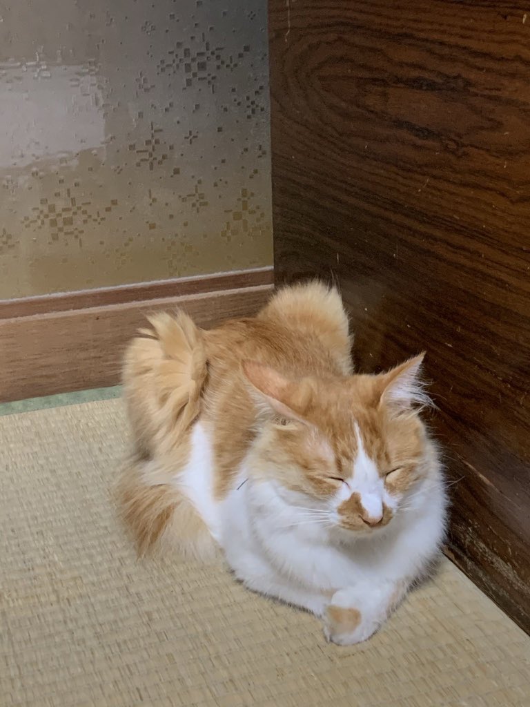 rika0505's tweet photo. 【探しています！】実家の大事な猫が1週間前から戻って来ません。茶色と白の洋猫ミックス3〜4歳.ふわふわの長毛.人見知りが激しくて母にしか抱っこをさせない神経質な子です。星条旗柄の名前と連絡先の書いてある首輪をしています。どうぞなんでもよいのでお知らせをください #新潟市中央区 #ねこ #猫 https://t.co/SxWyFzJCtH