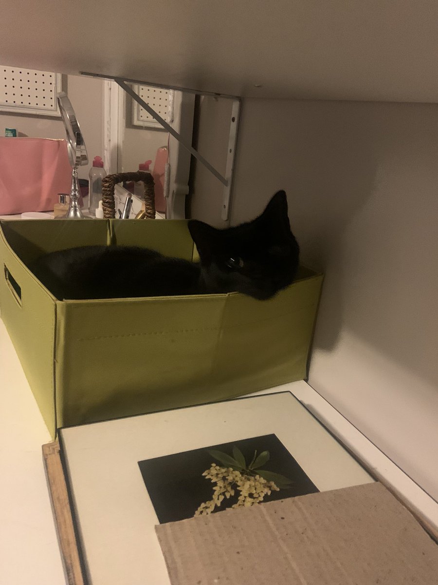 blazin_Asian_'s tweet photo. This is his box now https://t.co/hzkFor8Pxb