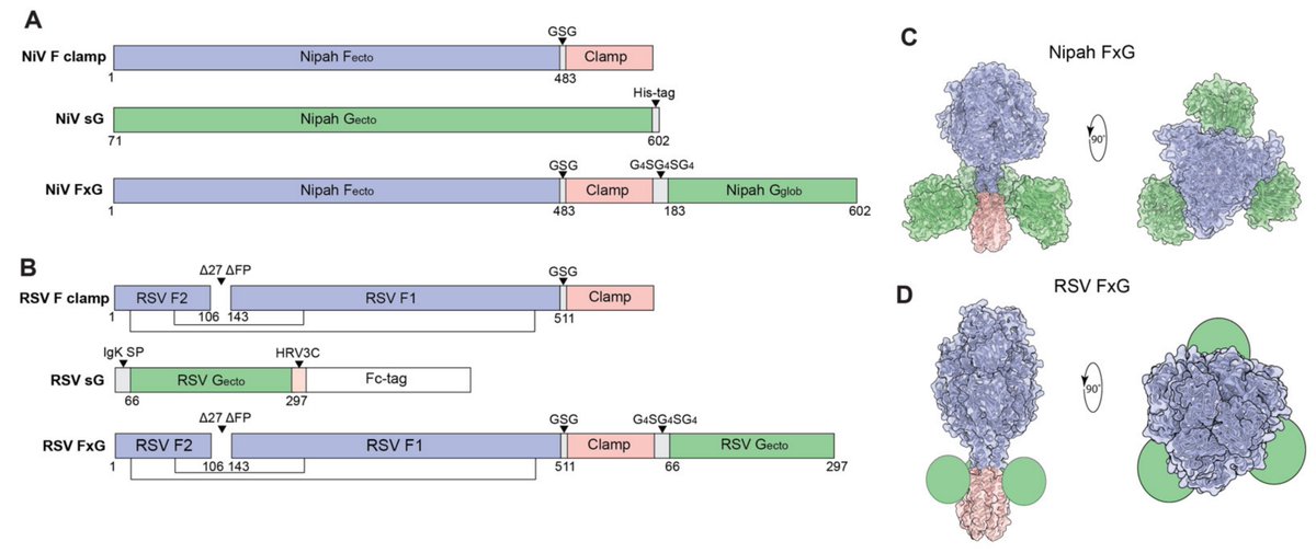 VirusesMDPI's tweet photo. Combinatorial F-G #Immunogens as Nipah and Respiratory Syncytial Virus Vaccine Candidates at https://t.co/iMkb89Hyrw https://t.co/JQ7Hvin0HV