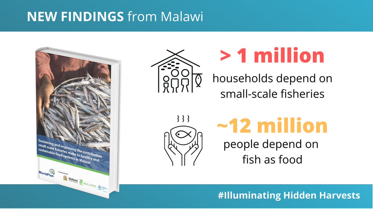 In Malawi 🇲🇼, #smallscalefisheries provide livelihoods, food, nutrition for millions of people and households.

👀  NEW brief by <a href="/WorldFishCenter/">WorldFish</a> and the Malawi Govt: hdl.handle.net/20.500.12348/4…

#IlluminatingHiddenHarvests
