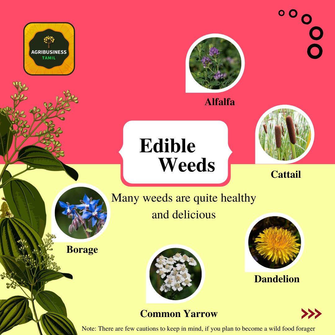 AgribusinessTa1's tweet photo. EatWeeds - Many weeds are quite healthy and delicious
#agribusinesstamil
#agricultureindia
#edibleweeds
#weedsindia
#healthyfood
#foragecrop
#wildfood
#wildfoodsagriculture
#agricultureworldwide
#agriculturefactsdaily
#agroecosystem
#farmecology
#wildedibles https://t.co/AiG4wtTJkf