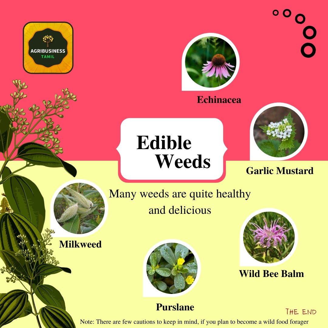 AgribusinessTa1's tweet photo. EatWeeds - Many weeds are quite healthy and delicious
#agribusinesstamil
#agricultureindia
#edibleweeds
#weedsindia
#healthyfood
#foragecrop
#wildfood
#wildfoodsagriculture
#agricultureworldwide
#agriculturefactsdaily
#agroecosystem
#farmecology
#wildedibles https://t.co/AiG4wtTJkf
