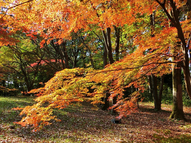 秋色の埼玉滑川町「森林公園」をブラリ！・・「カエデ園」の紅葉が見ごろです♪・・