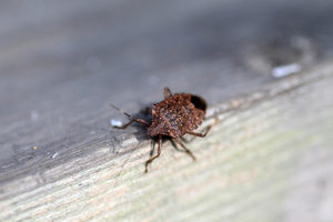 GriffinPest's tweet photo. INTERCEPTING STINK BUGS IN THE WINTERTIME

https://t.co/ZBxUGCVwjZ https://t.co/xN3gXjQ0a8