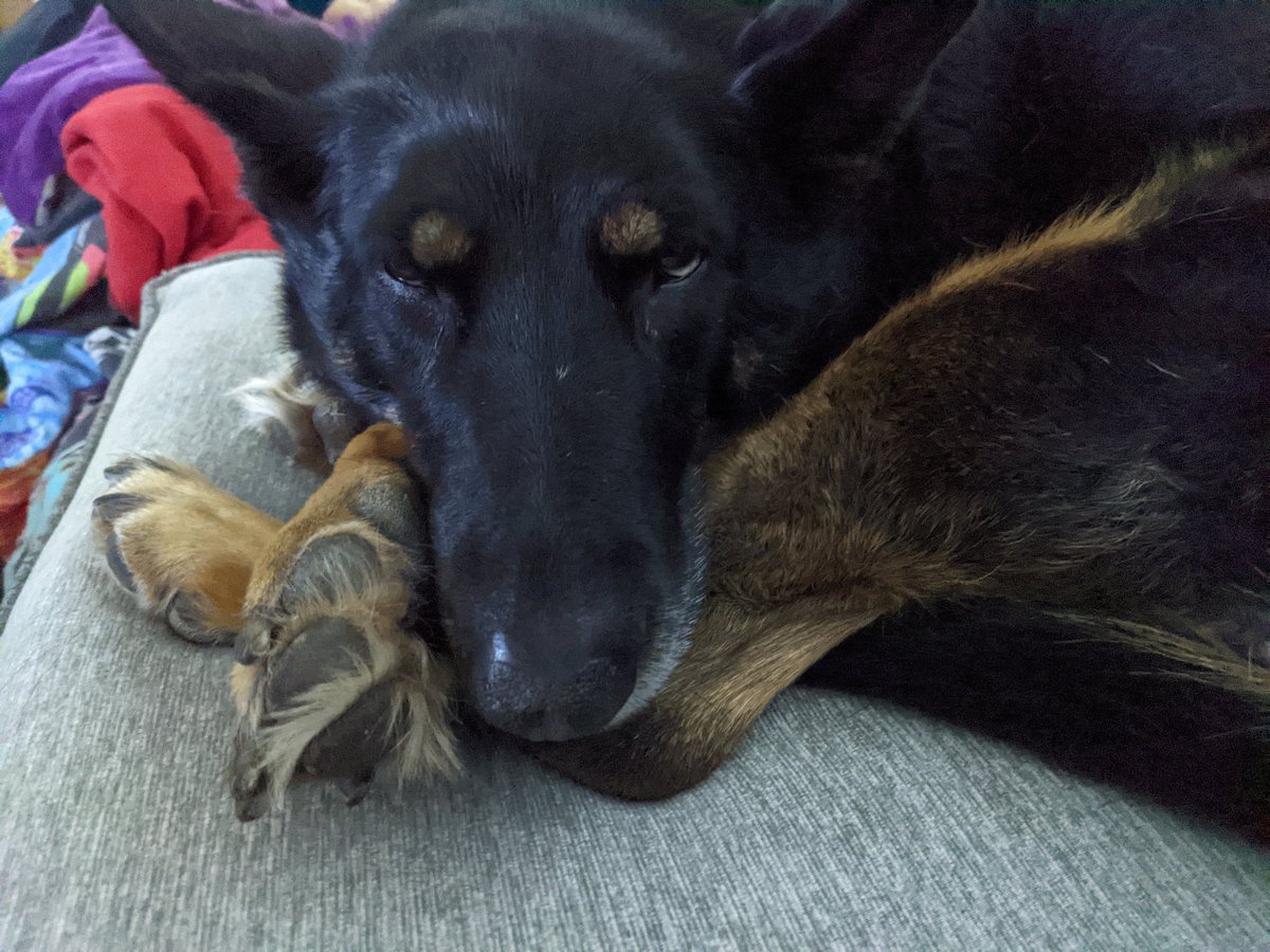 SammTheShepherd's tweet photo. Nap queen👑💤 https://t.co/3prYxpyCEL