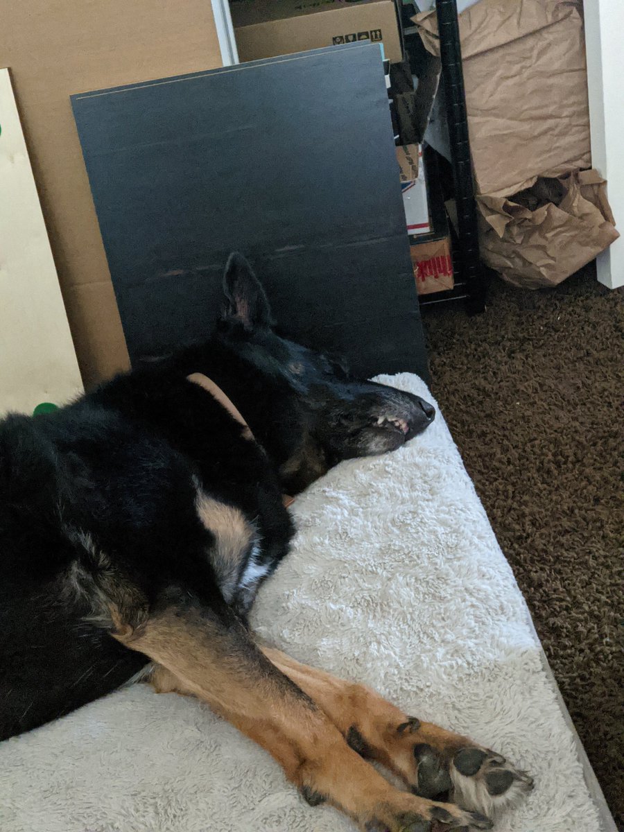 SammTheShepherd's tweet photo. Nap queen👑💤 https://t.co/3prYxpyCEL
