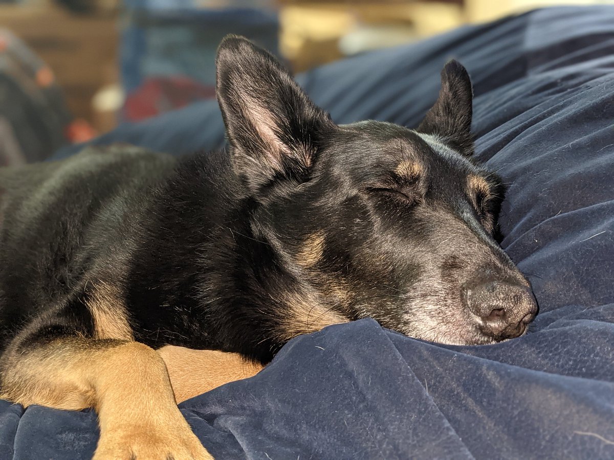 SammTheShepherd's tweet photo. Nap queen👑💤 https://t.co/3prYxpyCEL