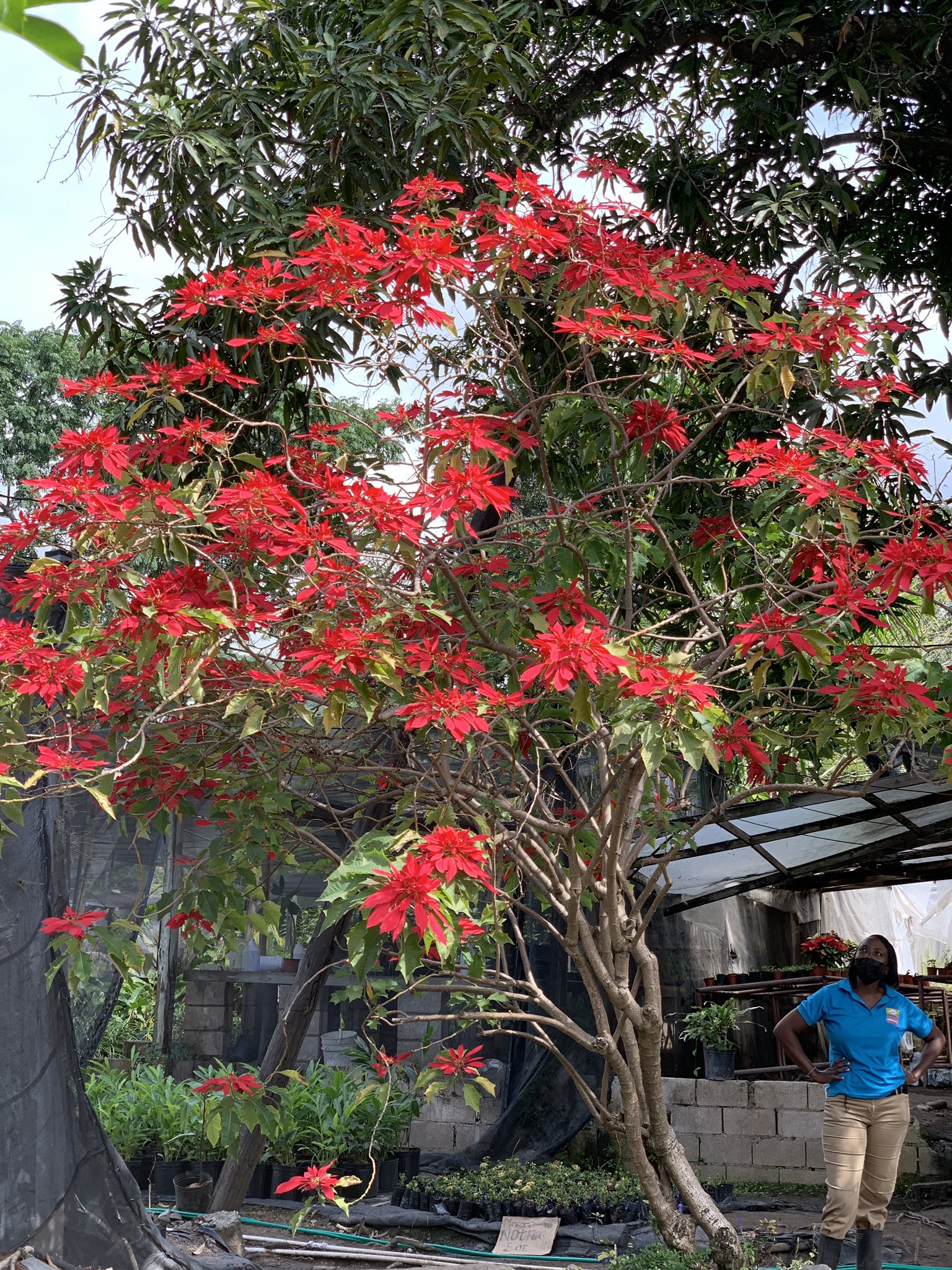 Poinsettia tree on sale