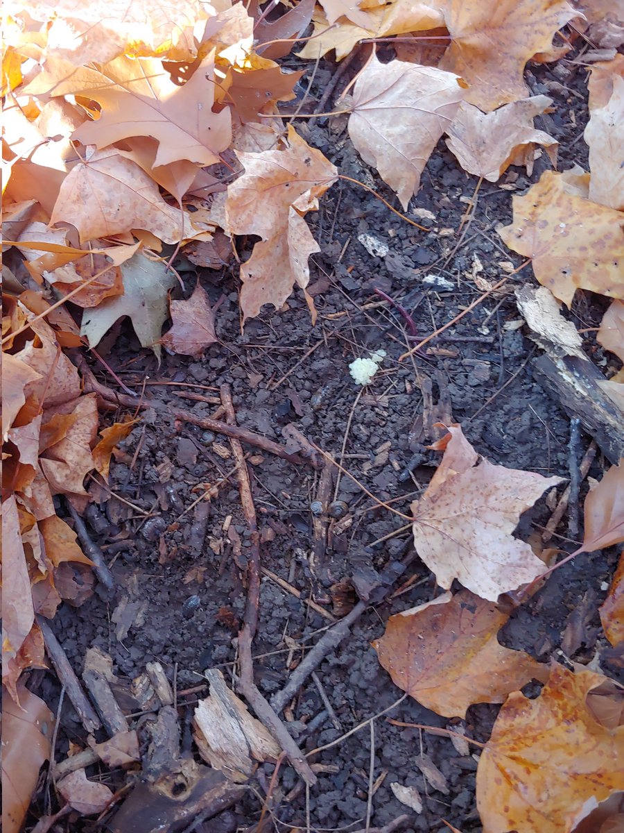 Ms Rutledge tweet media