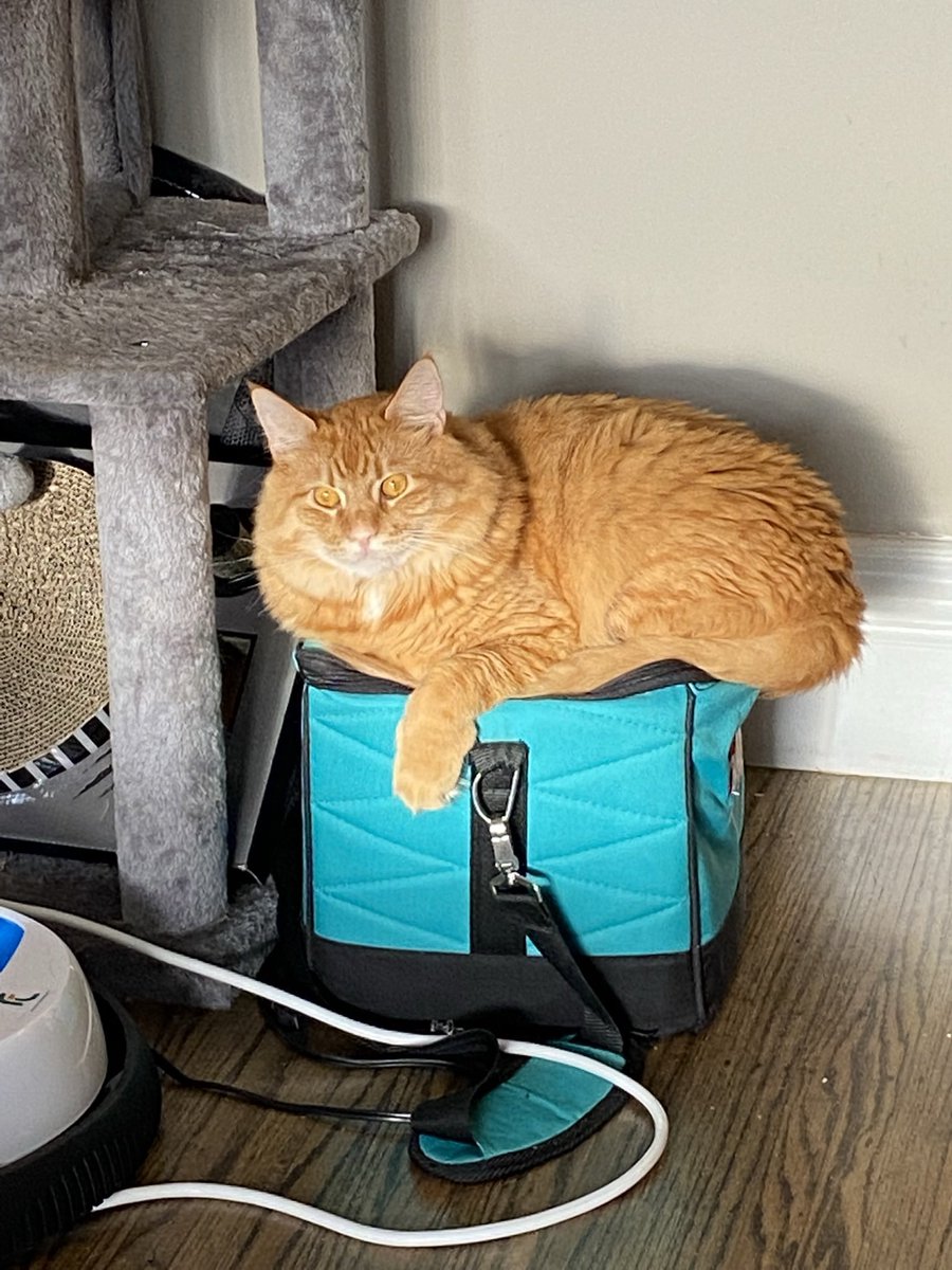 Mochi__Makes's tweet photo. Who needs expensive cat trees when you have makita drill bags ? #CatsofTwittter #makita #catswithjobs https://t.co/6OX51TIMM0