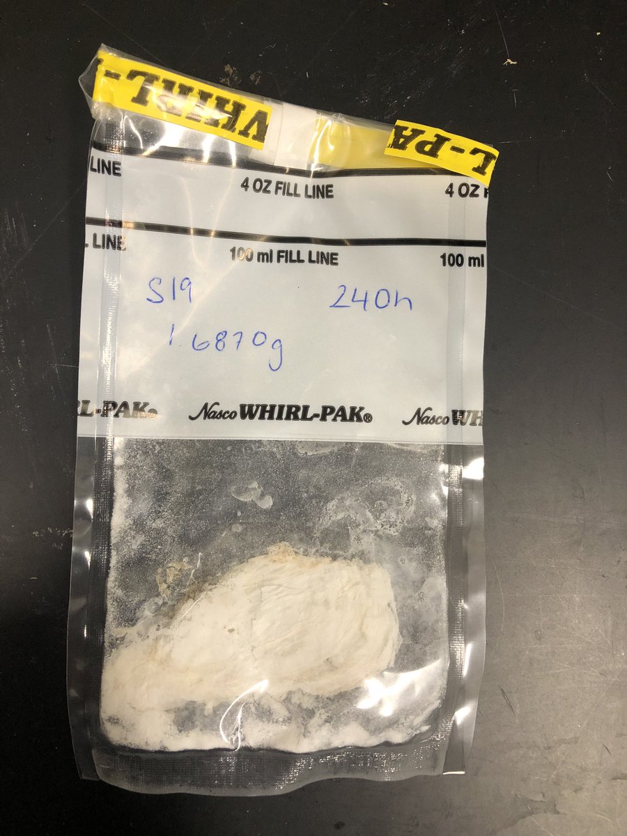 Polina Orlov tweet media