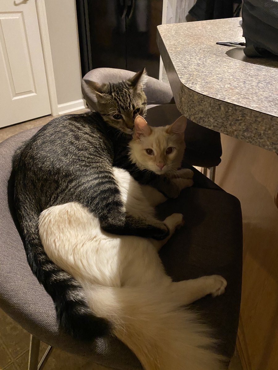 igotleprosy's tweet photo. Photos of my cats being best friends https://t.co/Ve9jkzbFdQ
