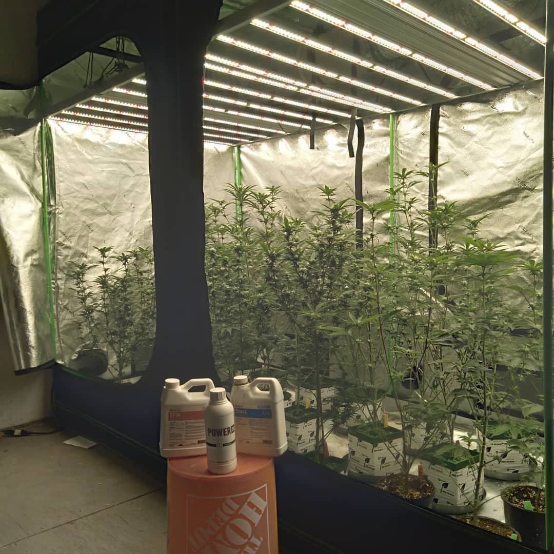 Another client feedback high quality light, and ordering more to sell, can't wait to share this happiness with you.

#SunritekMG8#LEDgrowlight#plantlighting#indoorgrowlight#