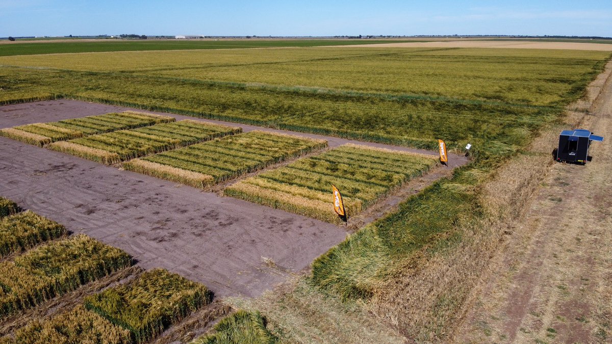 TerraAg2's tweet photo. Great turn out at the Terra Ag Premium Product Trial 🙌🏻 we love seeing local farmers get behind the latest Ag innovation!
Thanks to @BASF_Agro_Au for partnering with us and our agronomist @simon_miller17 for coordinating the trial ✅
#terraag #farmingtrial https://t.co/tonR3Wgxfl
