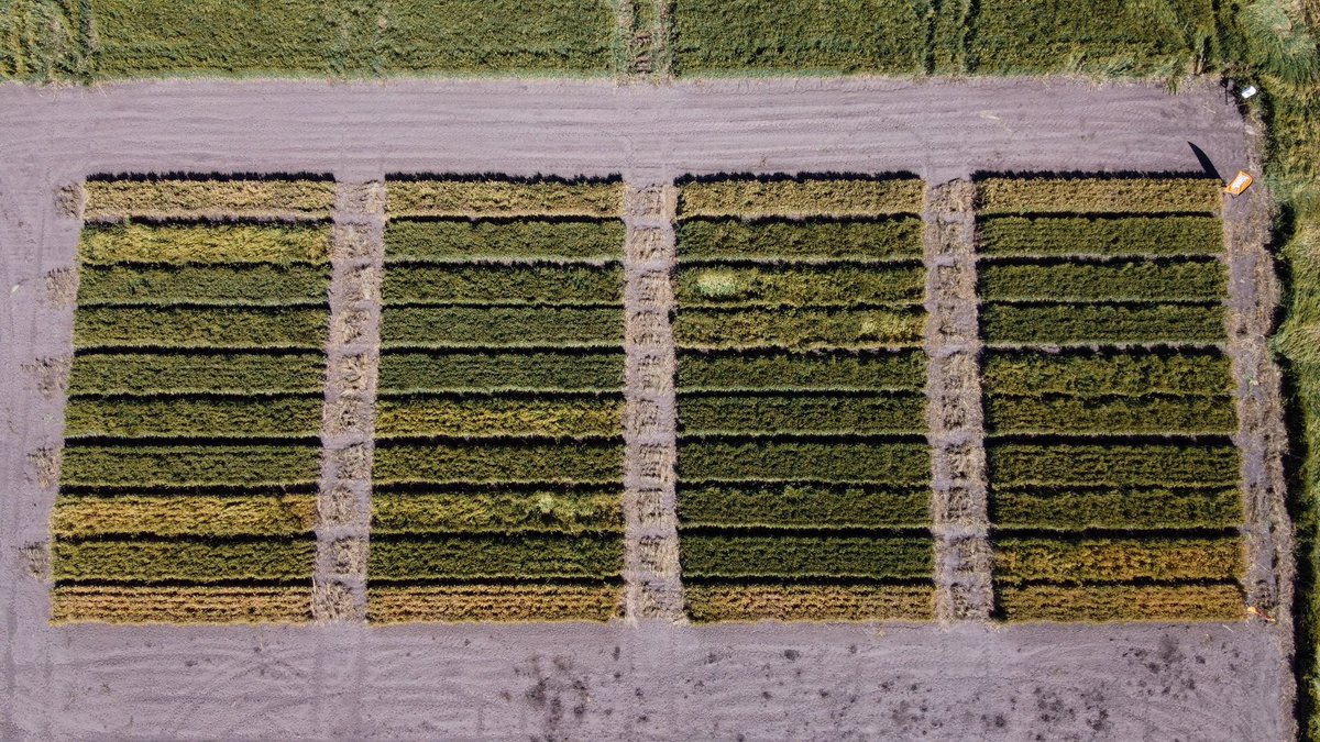 TerraAg2's tweet photo. Great turn out at the Terra Ag Premium Product Trial 🙌🏻 we love seeing local farmers get behind the latest Ag innovation!
Thanks to @BASF_Agro_Au for partnering with us and our agronomist @simon_miller17 for coordinating the trial ✅
#terraag #farmingtrial https://t.co/tonR3Wgxfl