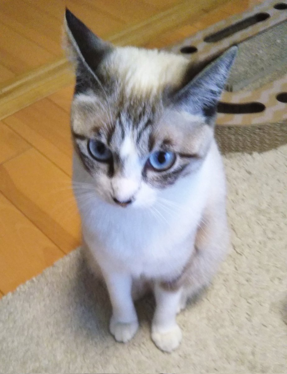 シャムトラ の検索結果 新城ポータル