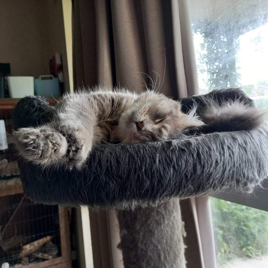 MusicXkitty's tweet photo. #kittycat https://t.co/Q7OvlwDb09