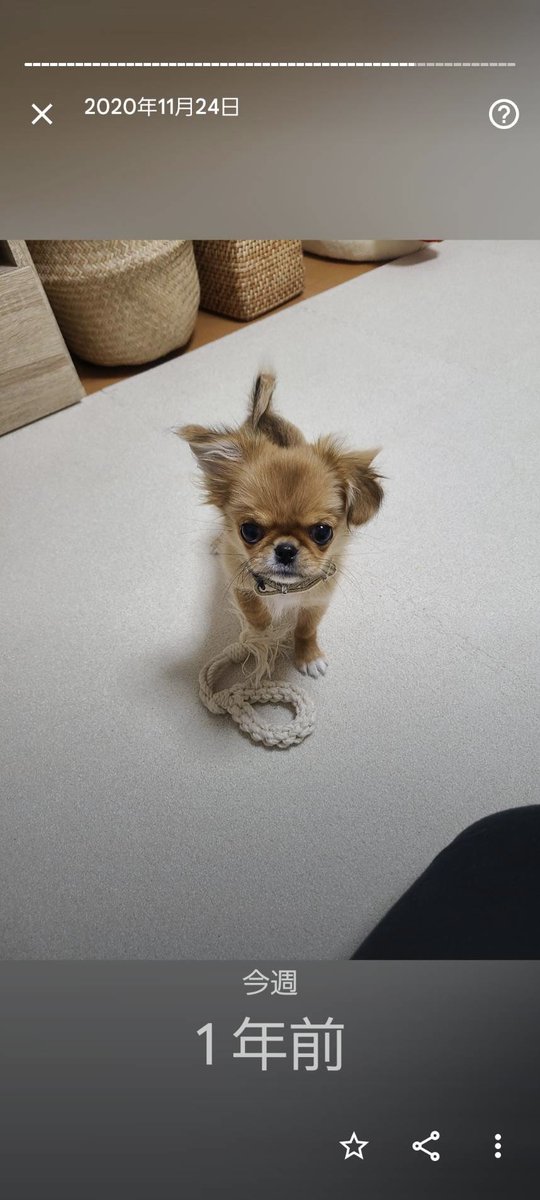 Vlog24156466's tweet photo. 一年前の今日
こんなに大きくなりました🐶
現在1歳4ヶ月♂

#犬 #犬のいる暮らし #一年前の今日 #ビス https://t.co/4C6J7lMh7d