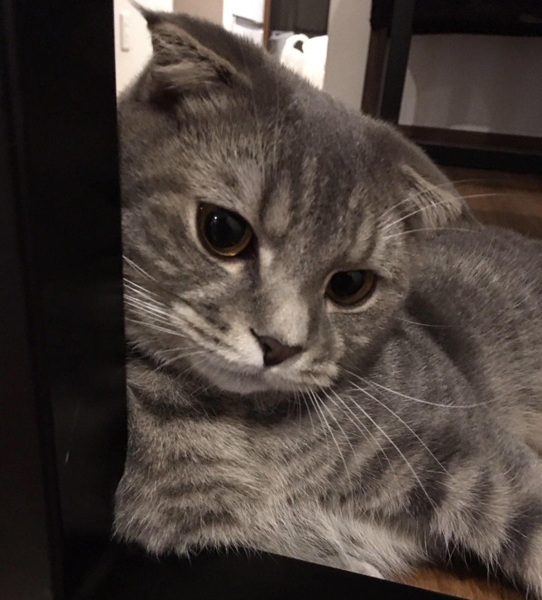 まんまる猫 Twitter Search Twitter