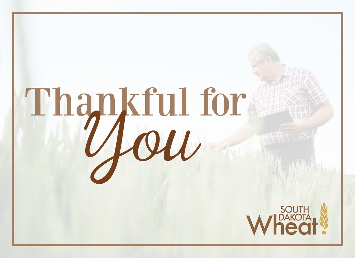 SD Wheat  tweet media