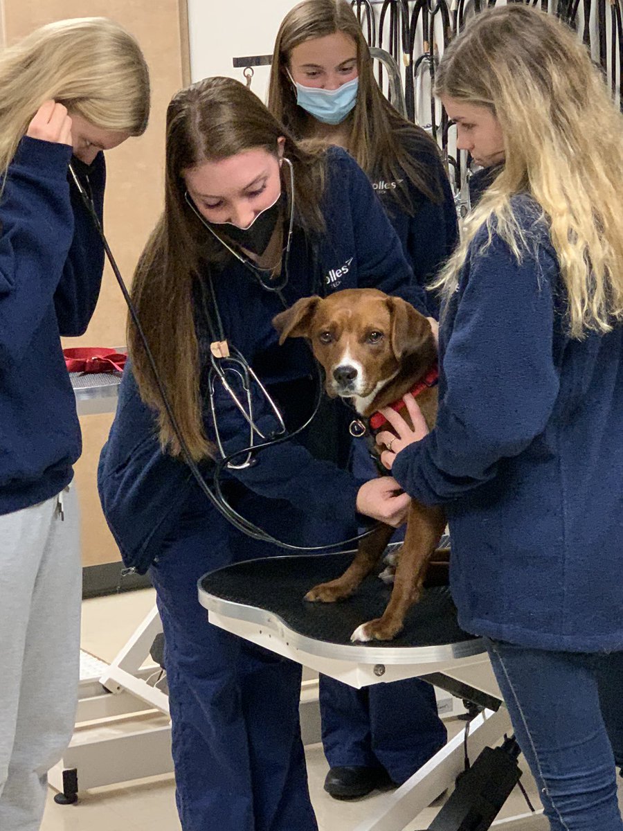 tollesvettech's tweet photo. Welcome to Tolles Hilliard Sophomores!  Pre Vet Tech was pretty busy today, thank you for visiting🤗we hope to see you at Launch night Thursday Dec 2nd! https://t.co/3k88RrVxC3