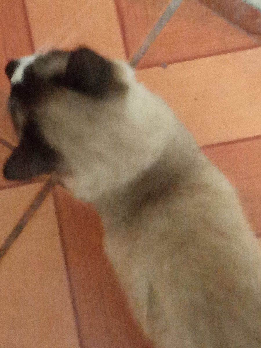 smilespudding's tweet photo. Olha só quem voltou aqui na porta de casa https://t.co/nxmbDLkUYY
