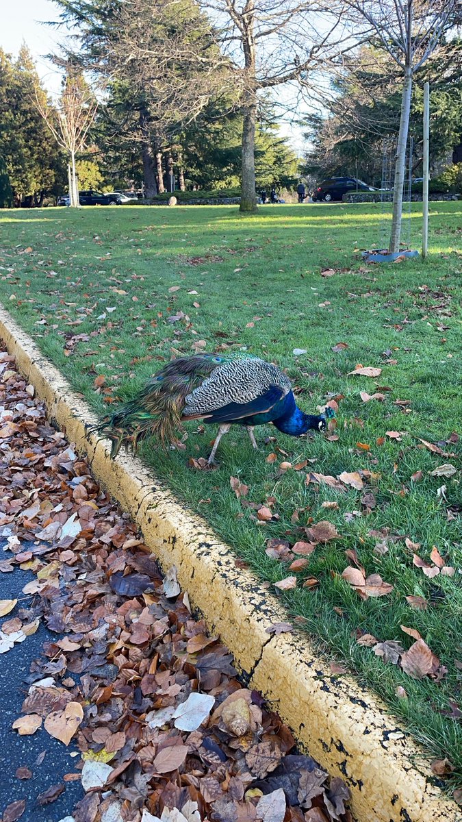 mswolfsclass's tweet photo. Already loving teaching and living in BC where there are a lot of wildlife sightings on community walks &amp; outdoor recess everyday even when the blacktop is a lake 😂 #alwaysbeprepared https://t.co/Sa5jp1v8WR