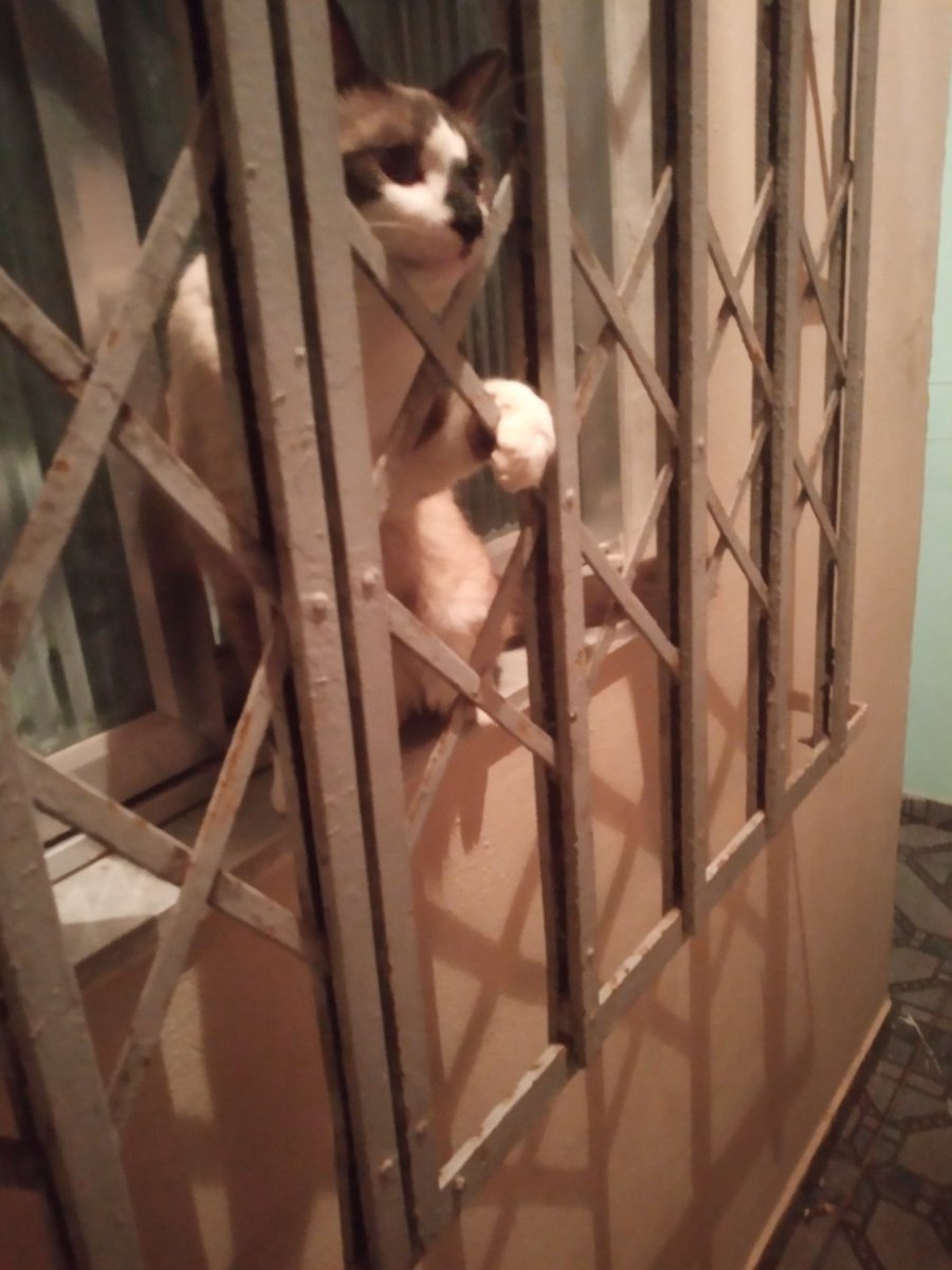 smilespudding's tweet photo. @IL0VEKUGISAKI Ele tentando entrar na casa da vizinha pela janela 😍😍 https://t.co/ncn5ei5Tzq