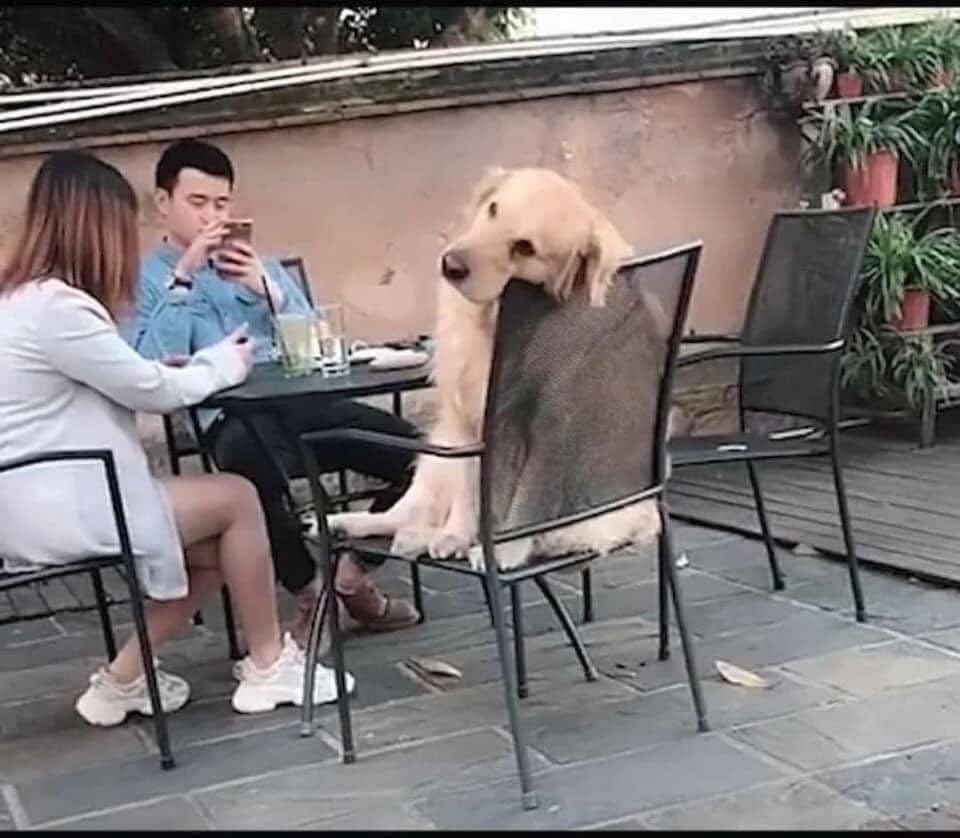 idk what this dog had been going through but same