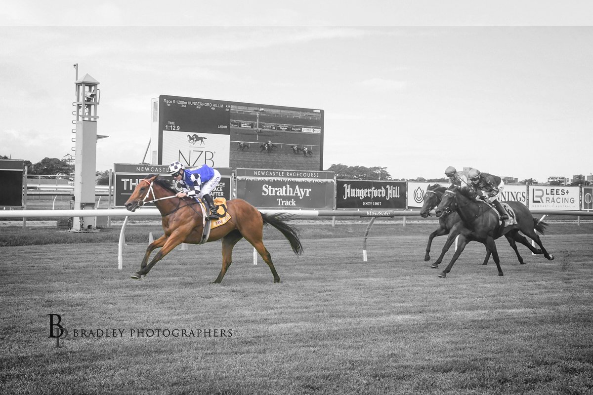ausbloodstock2's tweet photo. SPELLCATCHER looked good over the 1200m yesterday with an impressive 1st up @newcastleraces_ win!

@Leesracing @Aaronbullock90 💪

📸 @Bradley_Photos 

Winners page 👇
https://t.co/NU7FScjgLv https://t.co/ZRdmcMLhOn