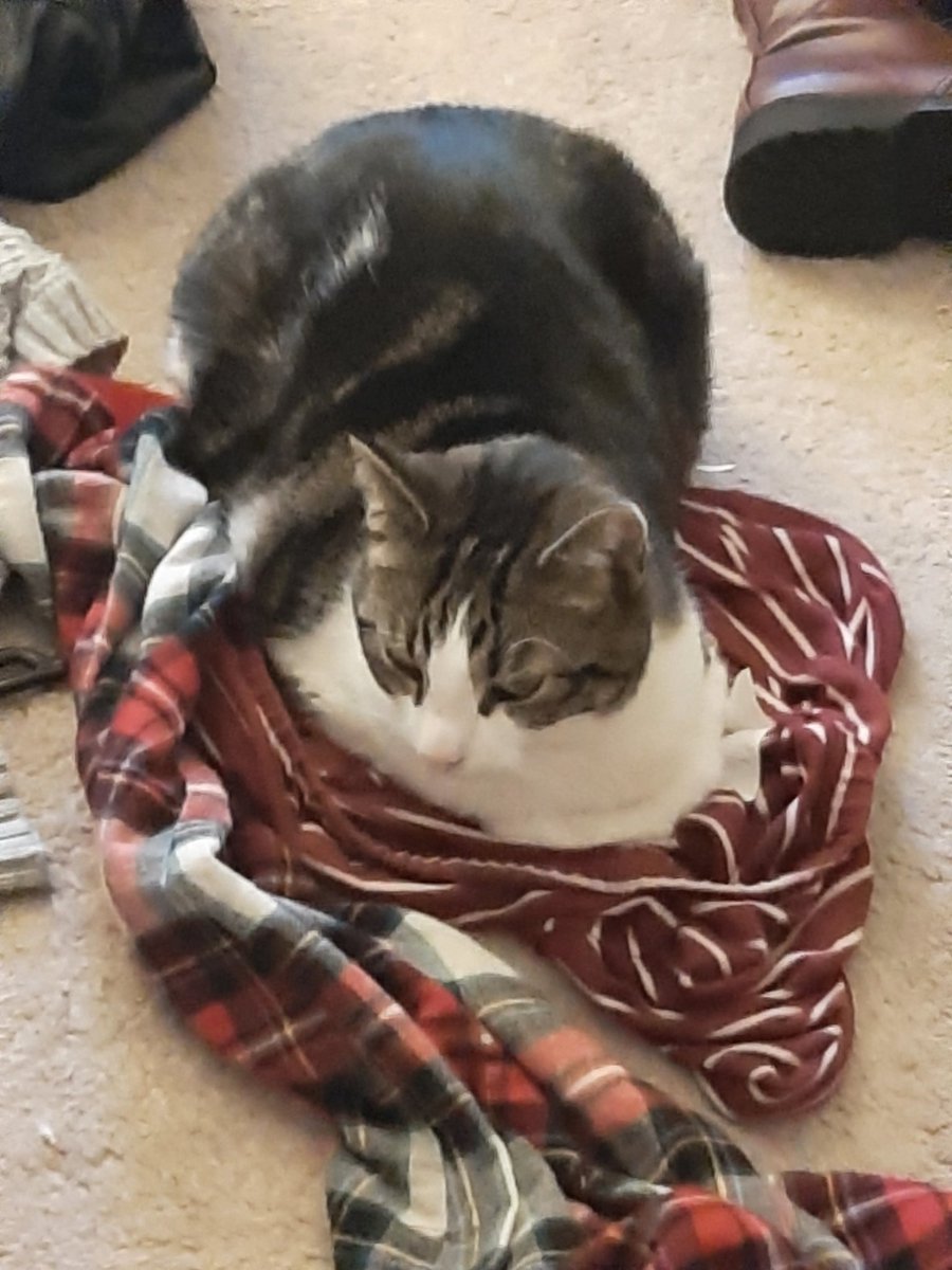 BigSilkFrank's tweet photo. My cat will only sleep on the clothes that i have already worn. Does anyone else's cat do that? https://t.co/qm3rbvWLb0
