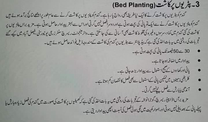 Muhamad__Mohsin's tweet photo. #wheatcompaign
#gardeningtipsforbeginners 
#GardeningTwitter 
پٹریوں پر گندم کاشت کرنے کے فائدے.❗
آپ بھی تجرباتی طور پر ایک کنال لگا لیں. 
کسان بھائیوں پہلے تجربہ کیا کریں بعد  میں کسی بھی نئی تحقیق کو اپنایا کریں. https://t.co/H8NYadVG8w