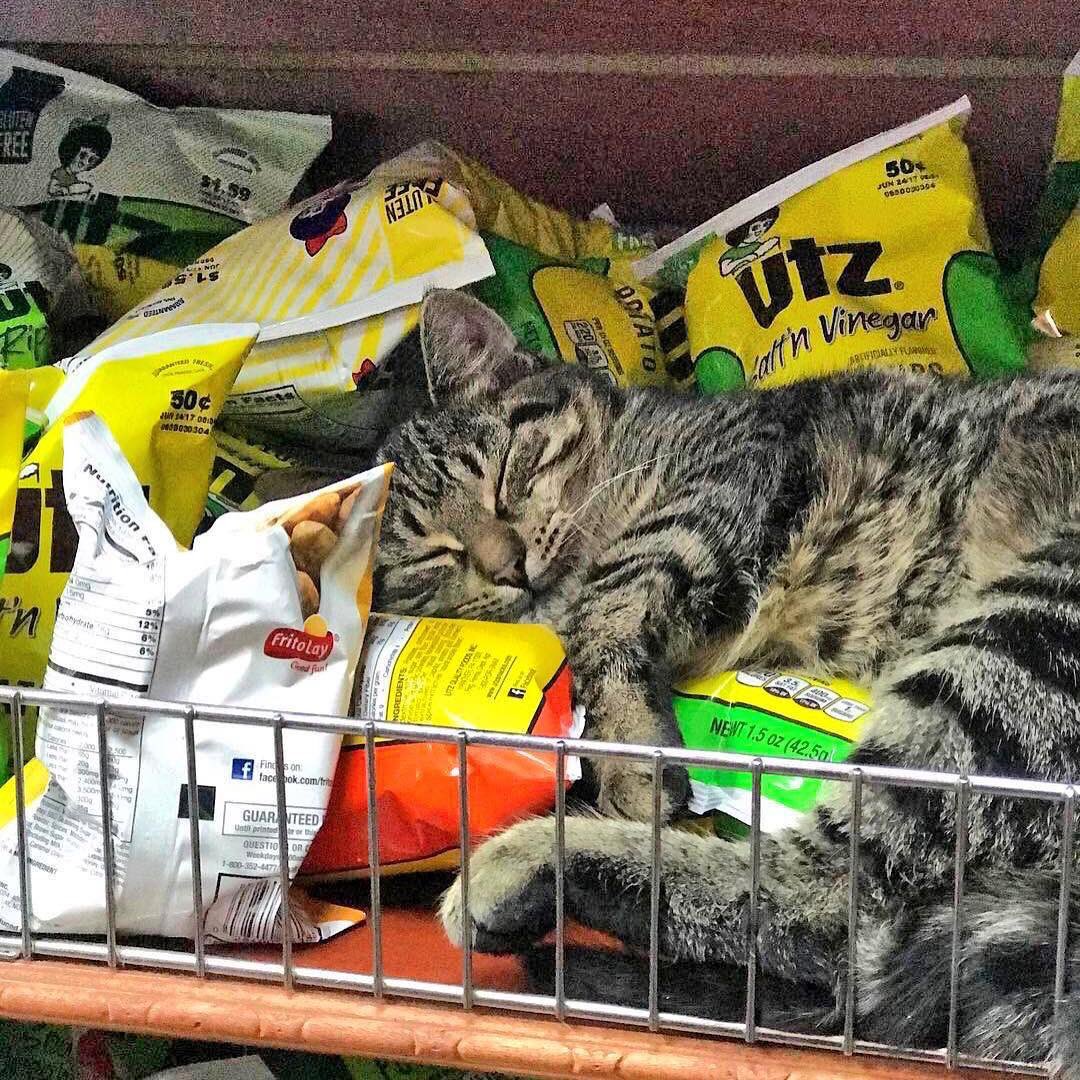 Bodegacats_'s tweet photo. https://t.co/3b0xnjEUyT