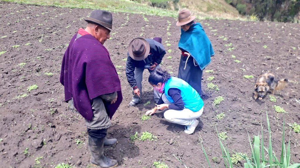 BUENAS NOTICIAS | En la Comunidad San Bartolo de Ugshapamba del cantón #Colta, realizamos seguimiento y asistencia técnica a los lotes de producción de quinua de los socios de la Corporación Sumak Tarpuy y elaboración de señaletica de implementación de #BPA  #TrabajamosPorElCampo
