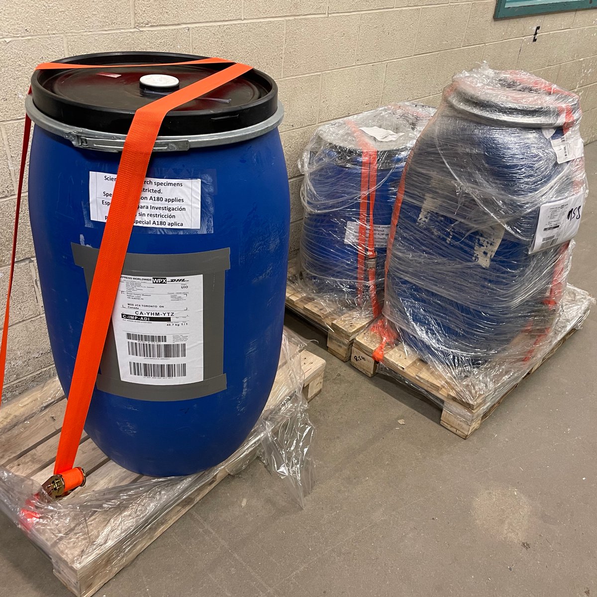 DrNathanLujan's tweet photo. People often ask how specimens arrive at @ROMtoronto. Well, here are five barrels of preserved fishes that just arrived today from Ecuador and will be unwrapped and placed in glass jars in the coming days. It's a wonderful feeling to see specimens like this arrive in good shape. https://t.co/yrbb3wS8jW