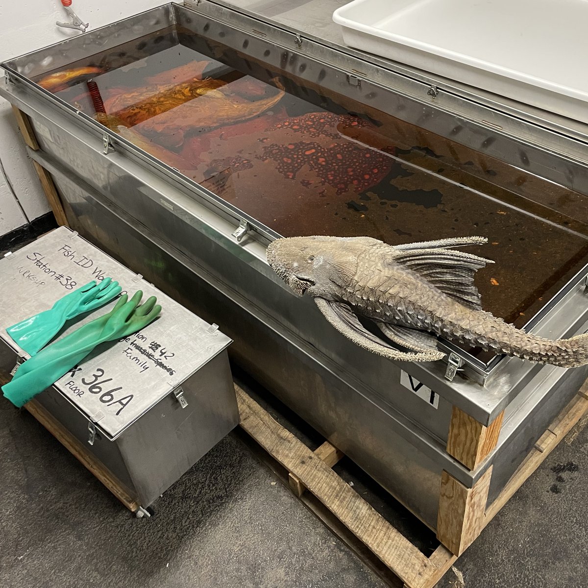 DrNathanLujan's tweet photo. People often ask how specimens arrive at @ROMtoronto. Well, here are five barrels of preserved fishes that just arrived today from Ecuador and will be unwrapped and placed in glass jars in the coming days. It's a wonderful feeling to see specimens like this arrive in good shape. https://t.co/yrbb3wS8jW