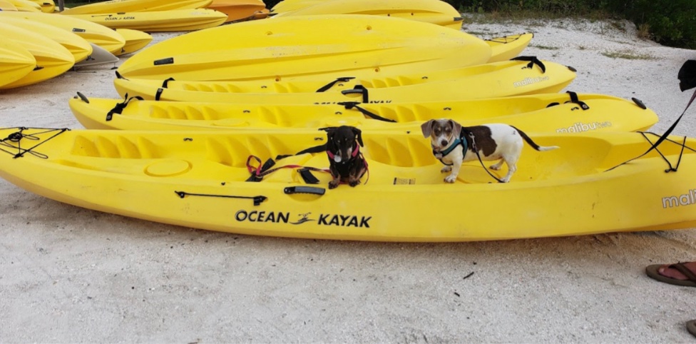 FOLKStweets's tweet photo. Not sure how to spend the long holiday weekend? Come rent a kayak! Ride down the 2.5-mile mangrove estuary where you can find manatees, dolphins, alligators, and ospreys! Enjoy some time taking in all of the beautiful scenery at Lovers Key State Park!🛶 https://t.co/Rf2gP0QcyG