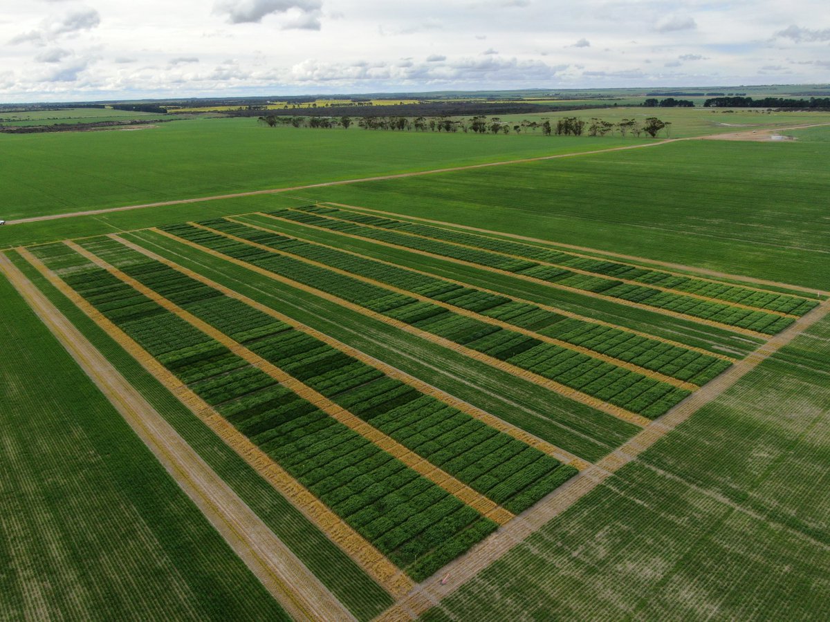 FAR Australia tweet media