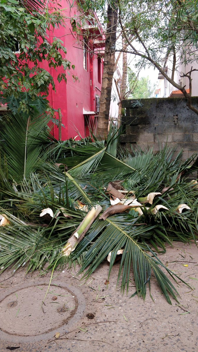 SSomadutt's tweet photo. @bmcbbsr  Please do the needful. Can you send your team and clear the cut Coconut trees in front of our house - A/29, Lingaraj Vihar, Pokhariput, Bhubaneswar https://t.co/rFPtXfOjwL