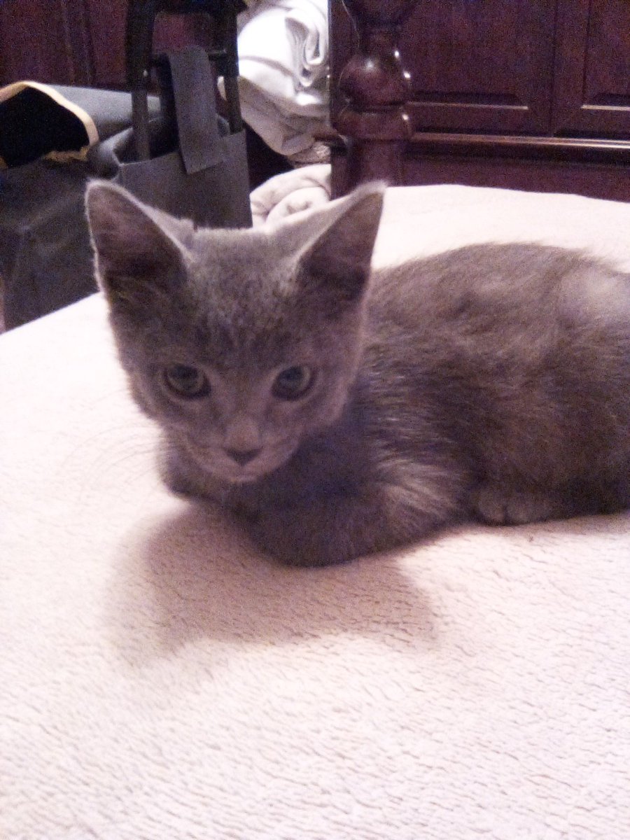 Welcome Sugar into the McCartney family. He is my new fur baby is so sweet and so adorable 💕❤️💕❤️💕❤️