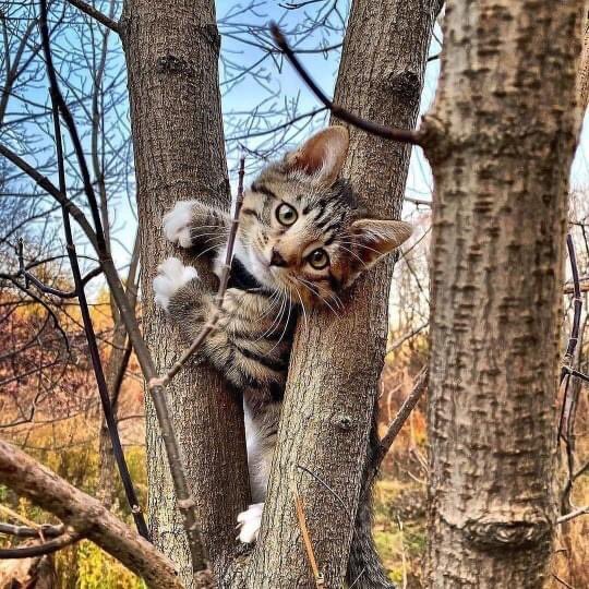 Kristal38922455's tweet photo. Have a nice day ♥️

#NaturePhotography #CatsOfTwitter #cats https://t.co/KoUTTqnTdc