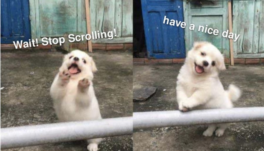 Futa Pyrrha (Dragon/Human events) (@pyraneko) on Twitter photo 