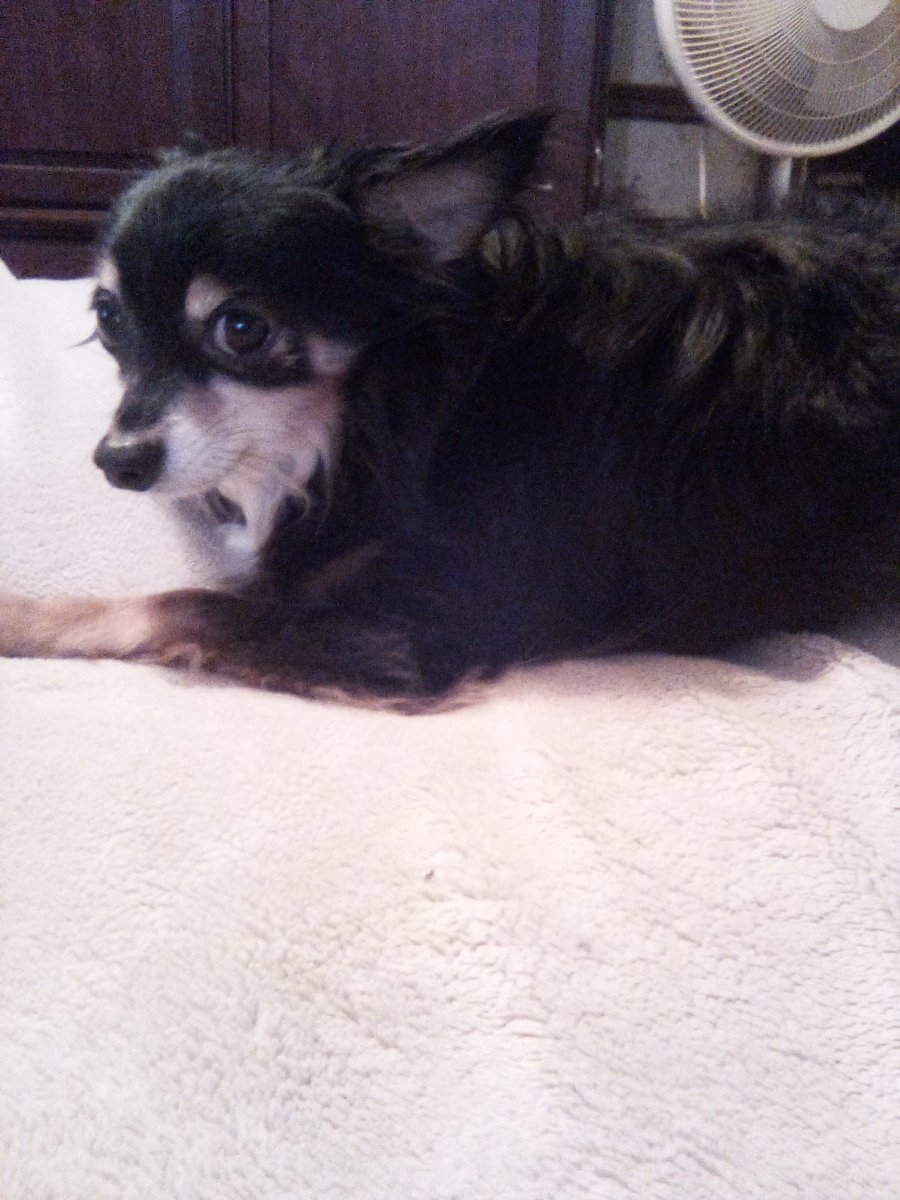 Look at Chippy so adorable 💕❤️💕❤️