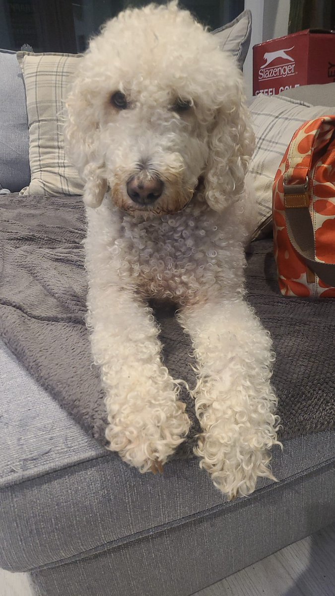 wendyzzz's tweet photo. Hugs from Hamish @ForthPets https://t.co/zEzj3DT5Vp