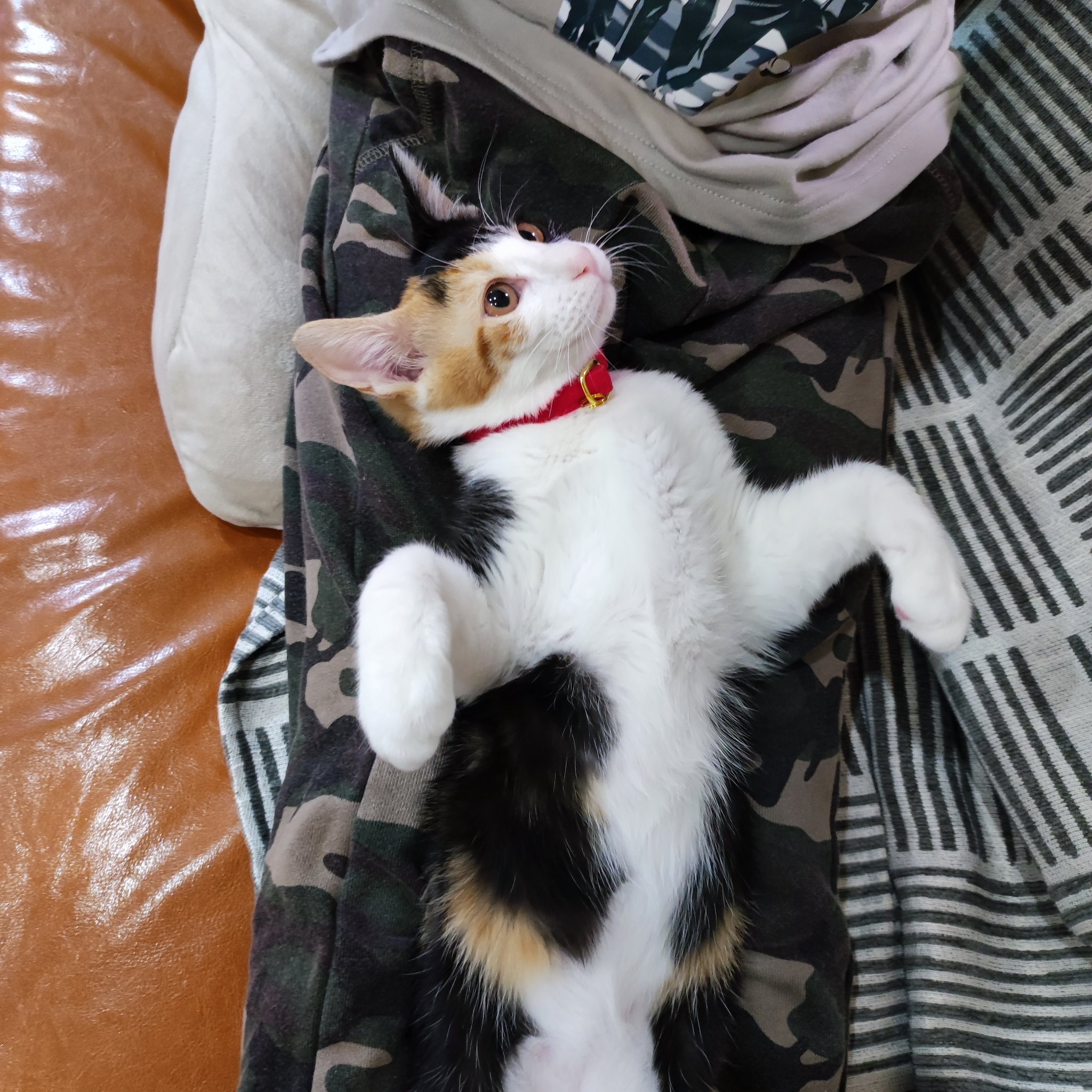 三毛猫のみたらし Mitarashi308 Twitter