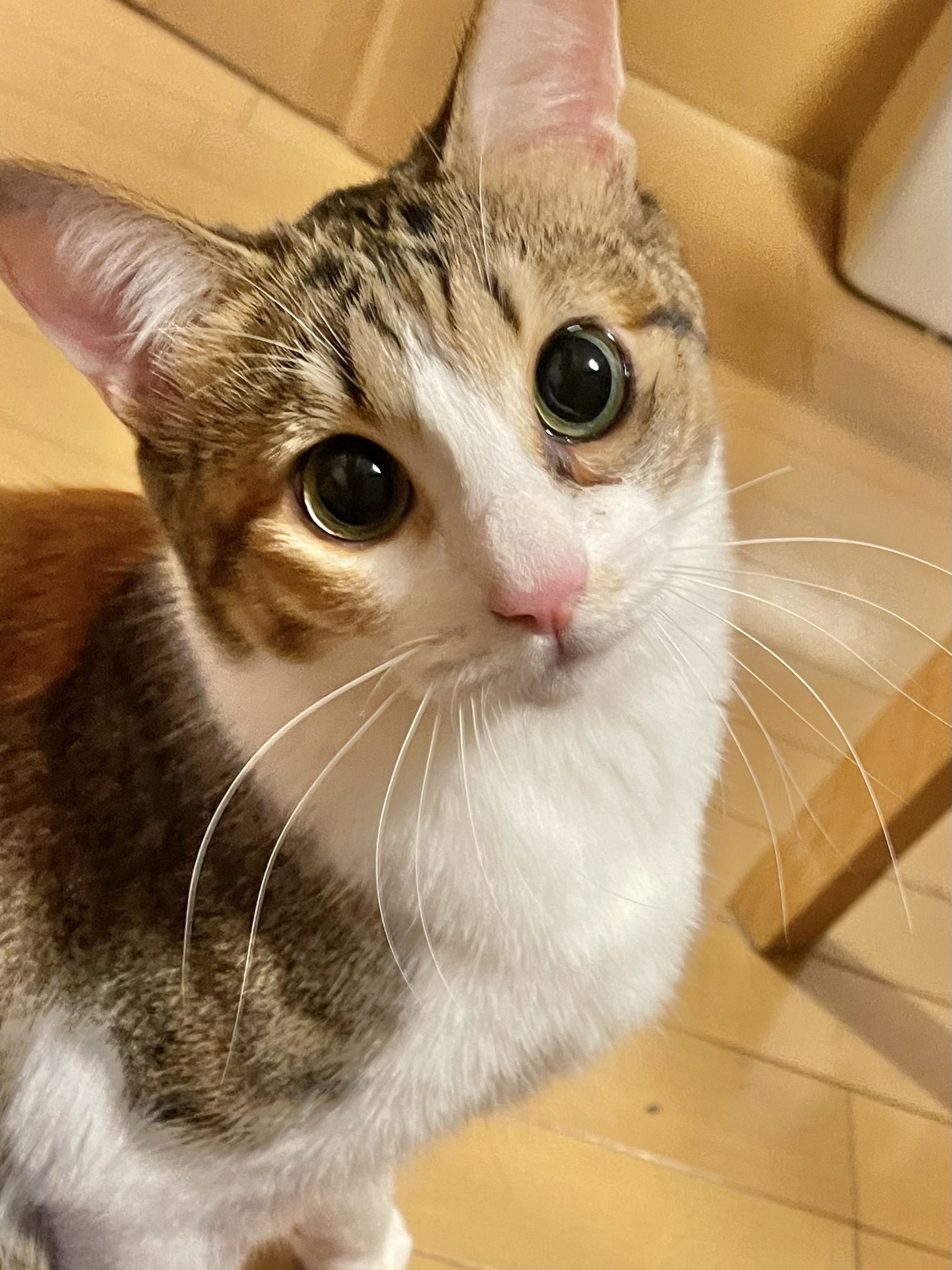 猫のツナとマヨ Tunamayo Cats 猫の瞳孔 すごいなぁ 暗いとまんまる 明るいと超細い ねこ ネコ 猫 子猫 保護猫 猫好きさんと繋がりたい ツナとマヨ ツナマヨ Cat Rescuedcat Tunatomayo Tunamayo T Co Noaw3urzlm Twitter