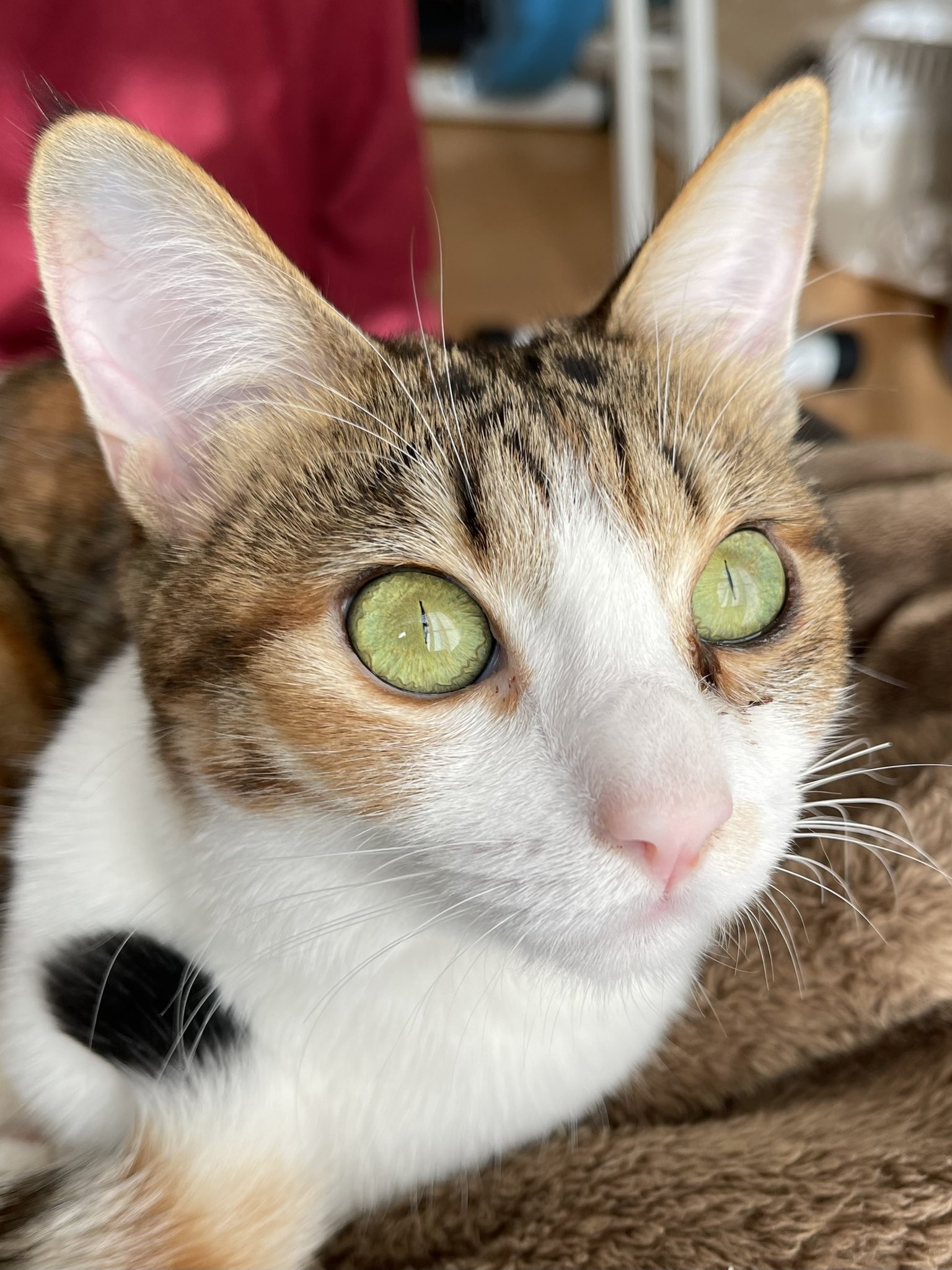 猫のツナとマヨ Tunamayo Cats 猫の瞳孔 すごいなぁ 暗いとまんまる 明るいと超細い ねこ ネコ 猫 子猫 保護猫 猫好きさんと繋がりたい ツナとマヨ ツナマヨ Cat Rescuedcat Tunatomayo Tunamayo T Co Noaw3urzlm Twitter
