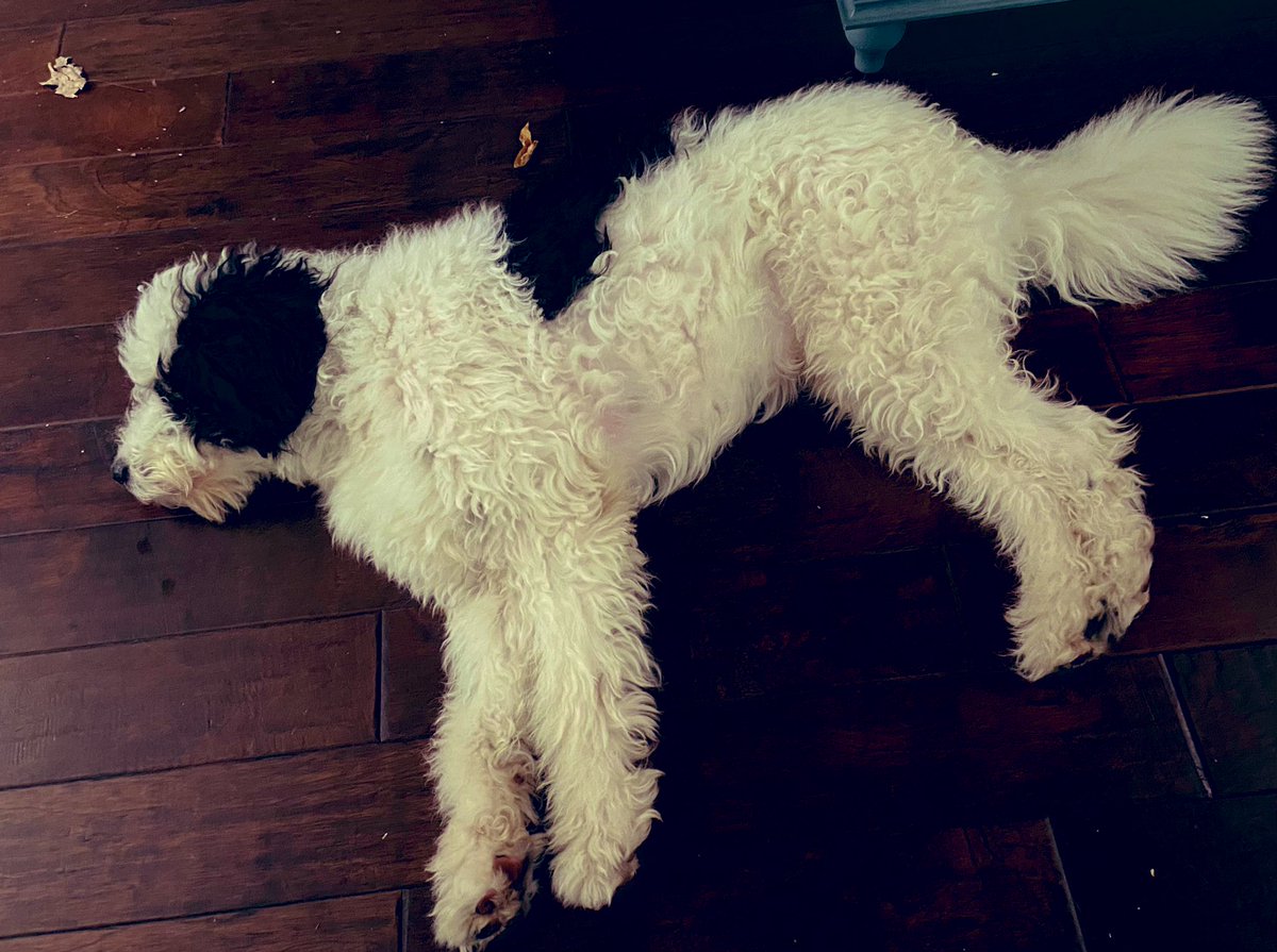 tobyjffrsn's tweet photo. Goodnight friends, it’s been a long day! #goodnight #sleeping #DogsofTwittter #dogs #sleepy https://t.co/8vl2mfIQGi