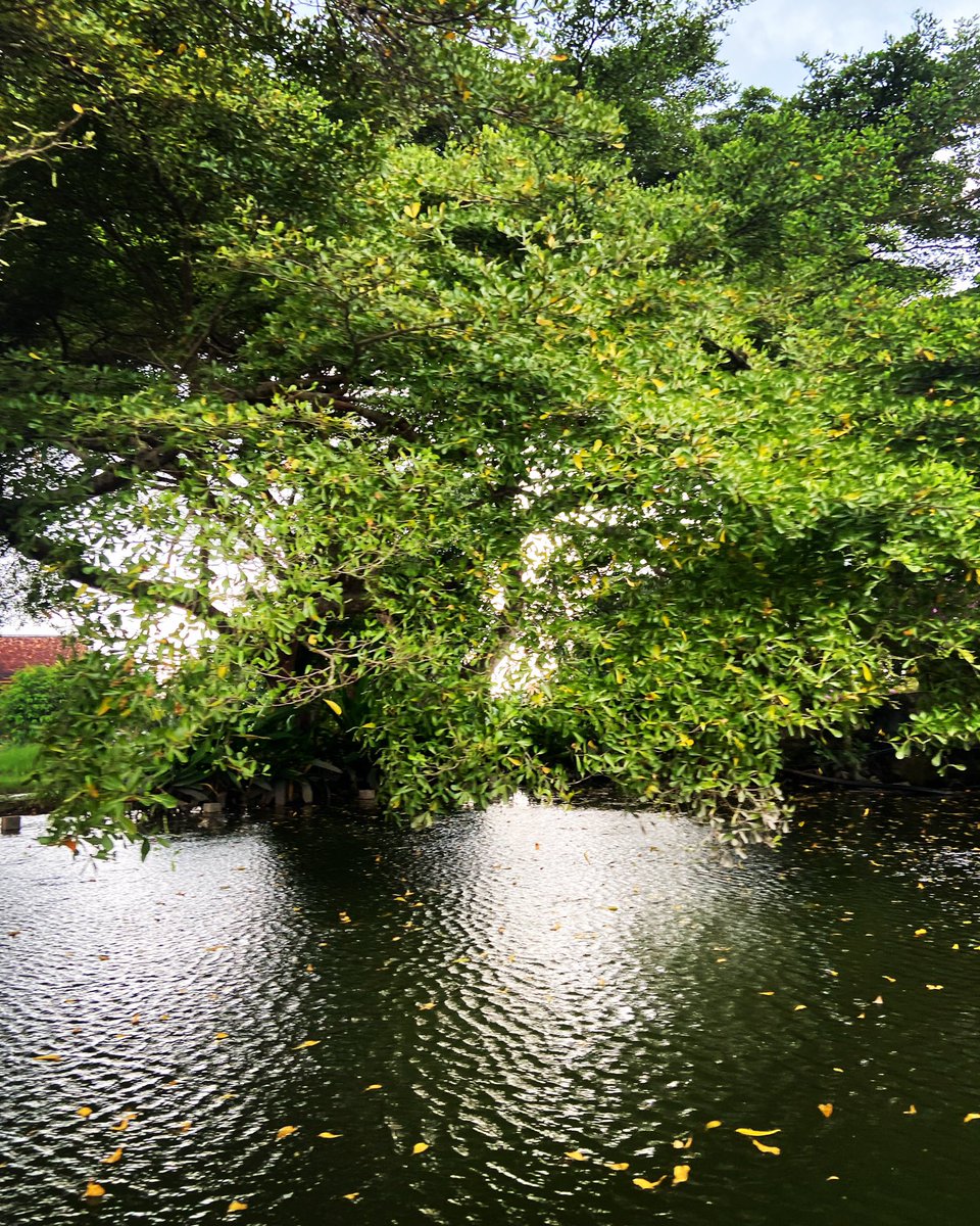 Airtera busaya tweet media